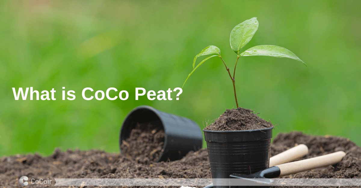 what is coco peat and how to use coco coir soil for planting